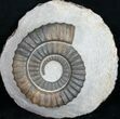 Anetoceras Ammonite From Morocco #10880-2